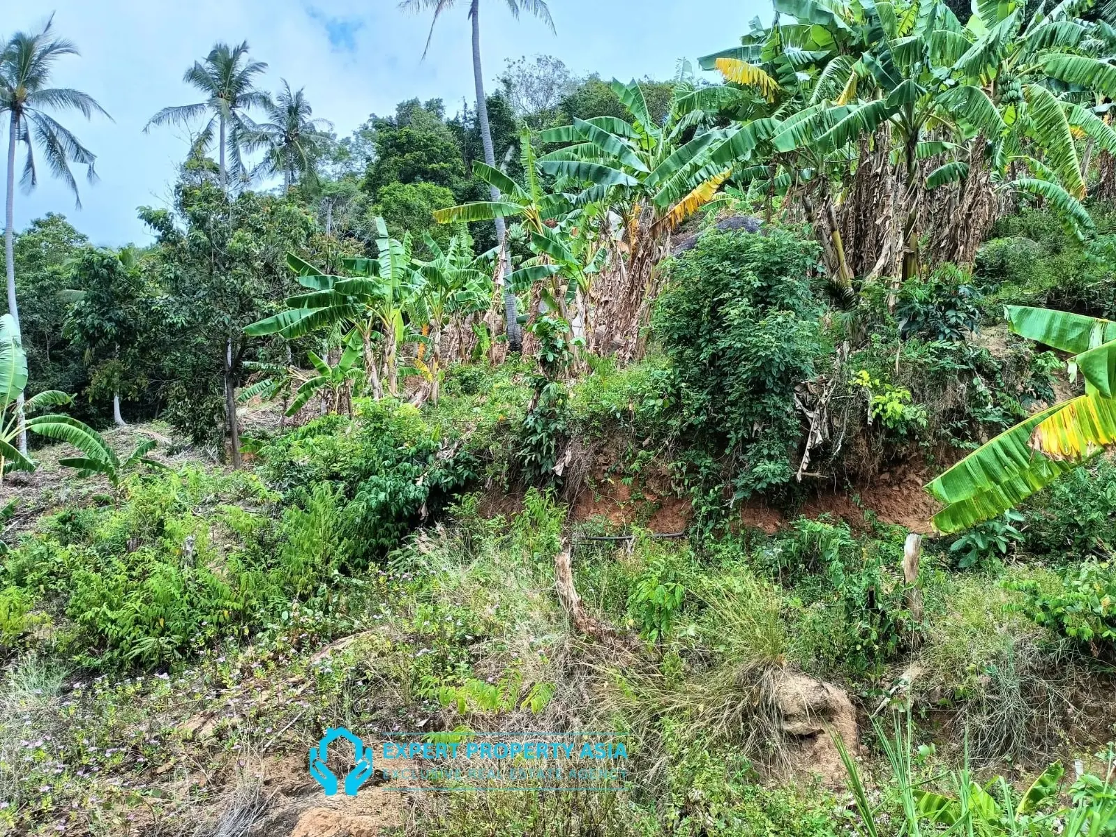 “Sea View Plots in Lamai, Koh Samui – Ideal for Villa Development”