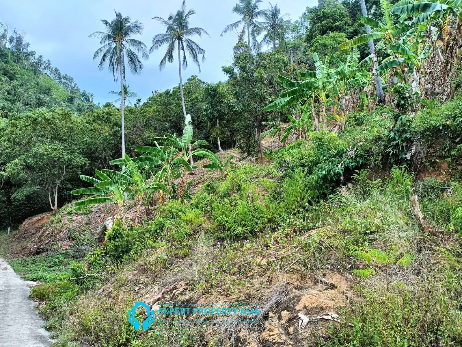 “Sea View Plots in Lamai, Koh Samui – Ideal for Villa Development”