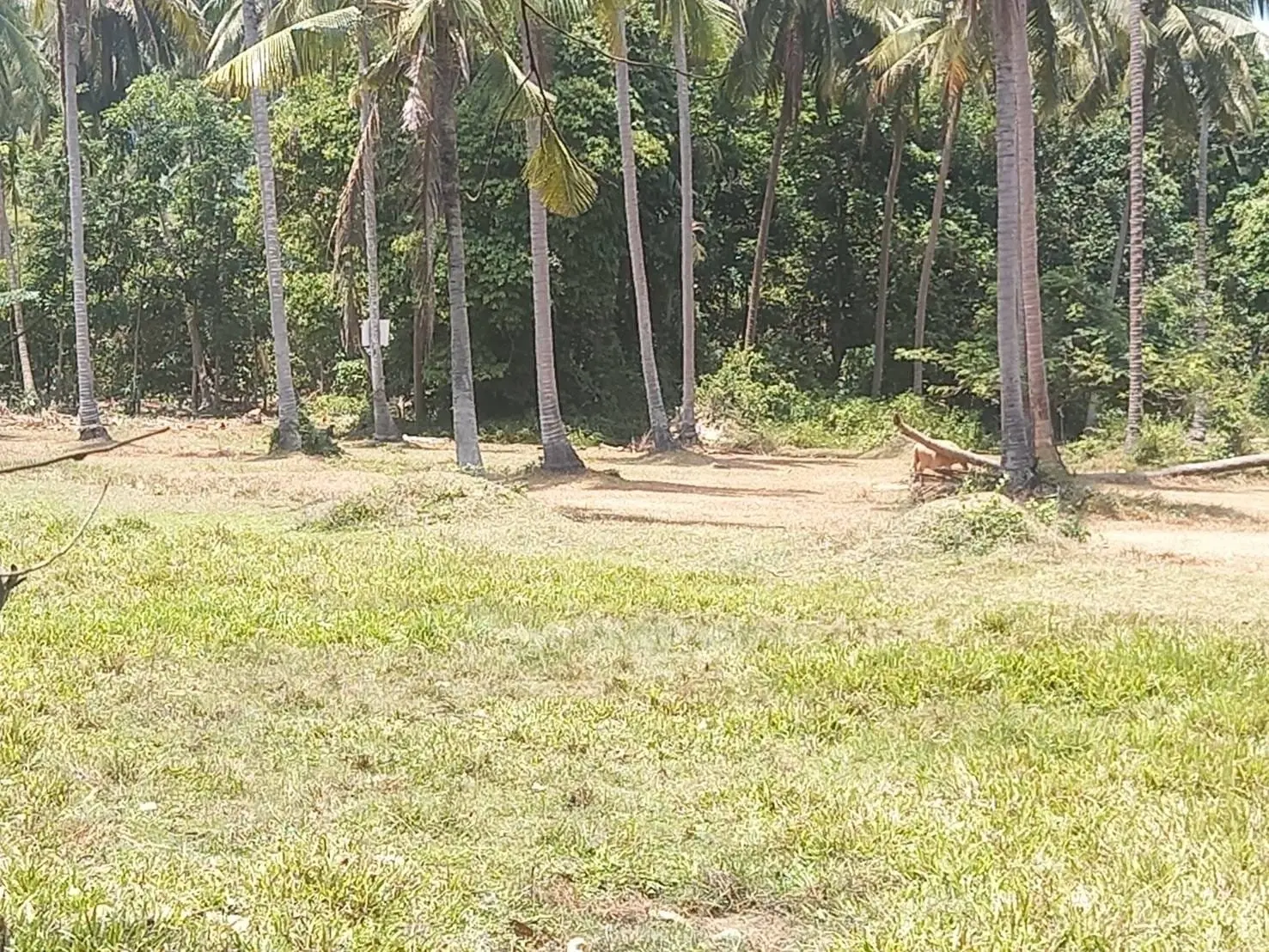 Opportunité Privilégiée : Terrain de 3,75 Rai à Maenam, Koh Samui À VENDRE