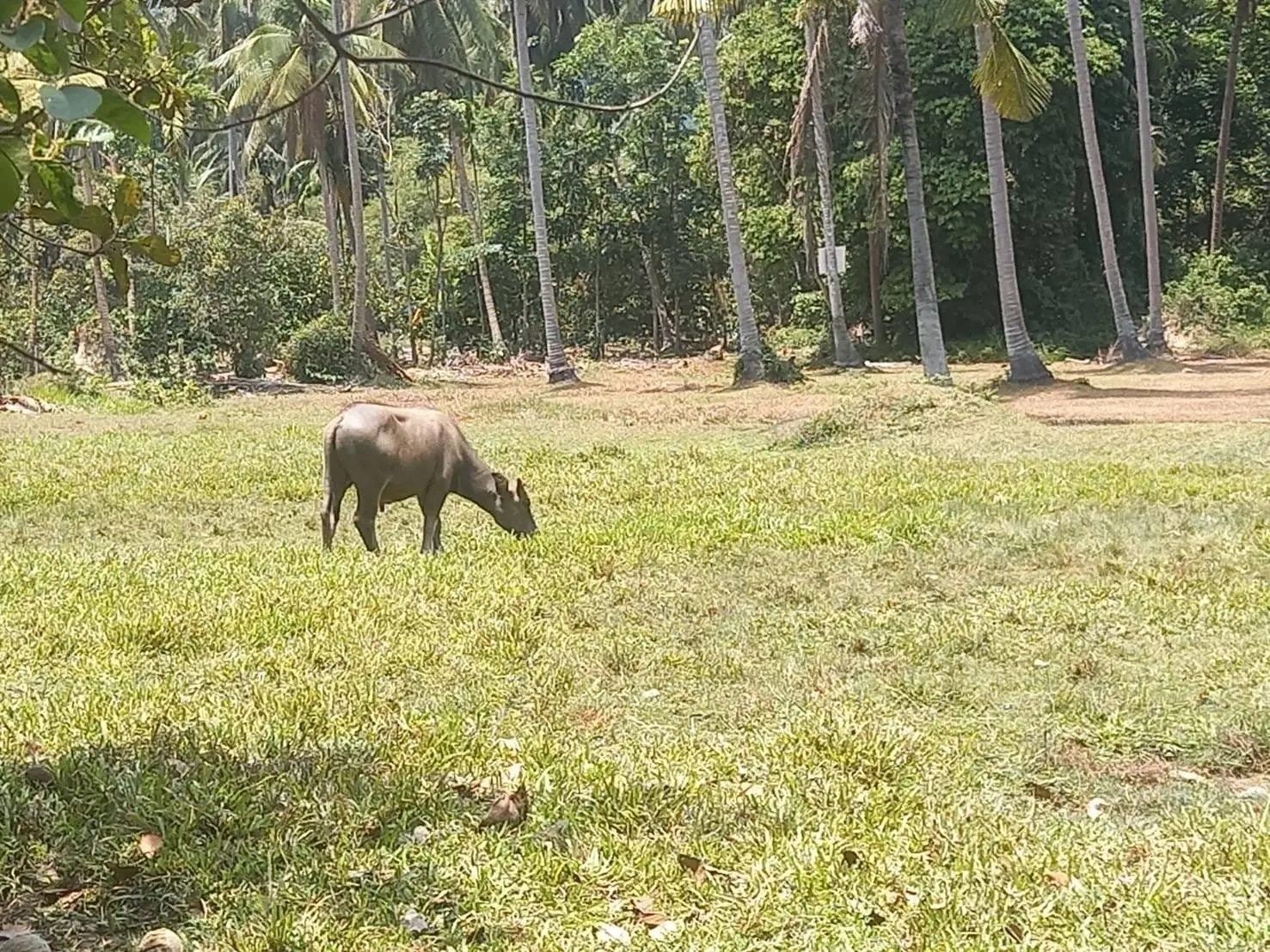 Opportunité Privilégiée : Terrain de 3,75 Rai à Maenam, Koh Samui À VENDRE