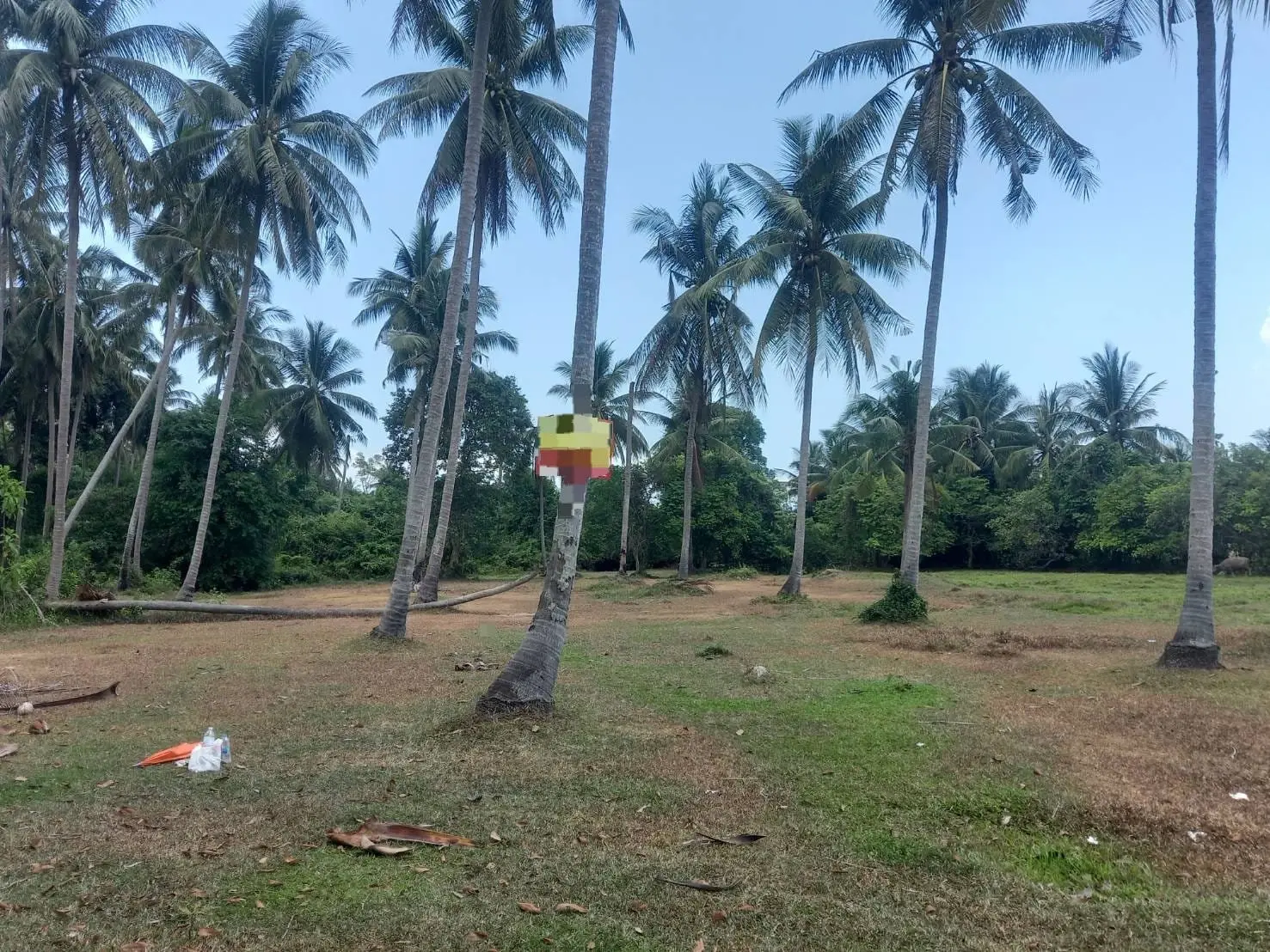 Opportunité Privilégiée : Terrain de 3,75 Rai à Maenam, Koh Samui À VENDRE