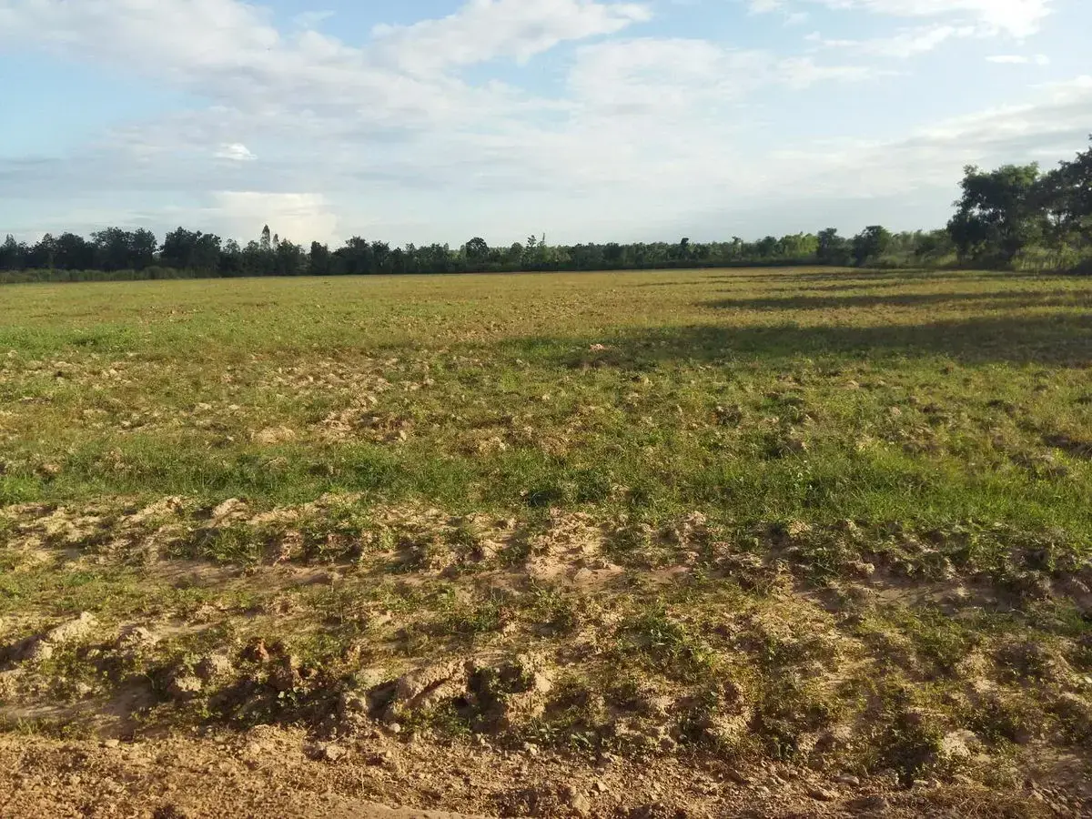 30 Rai of Fertile Land For Sale in Ban Pa Kao, Nong Han, Udon Thani, Thailand