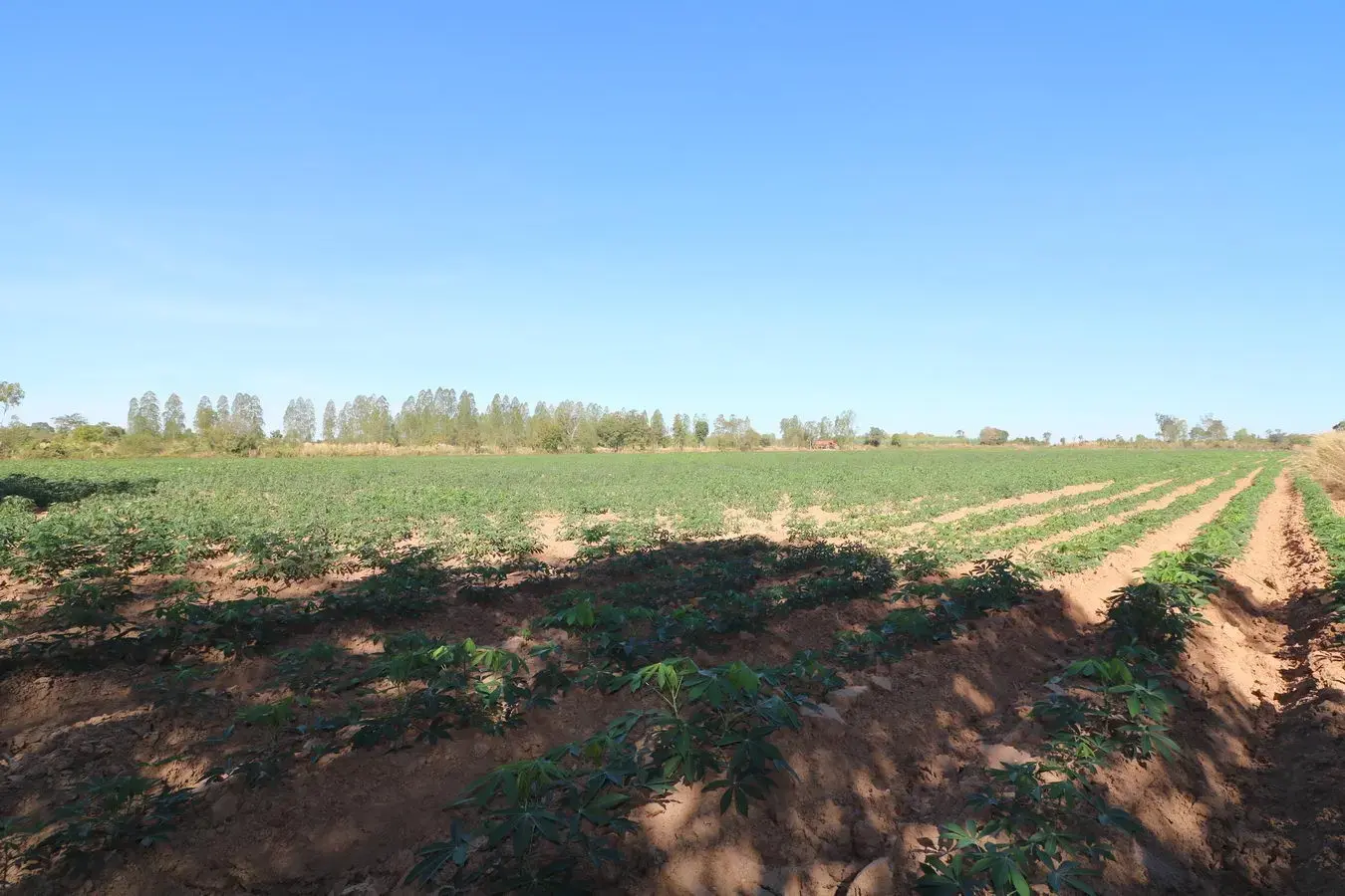 30 Rai of Fertile Land For Sale in Ban Pa Kao, Nong Han, Udon Thani, Thailand