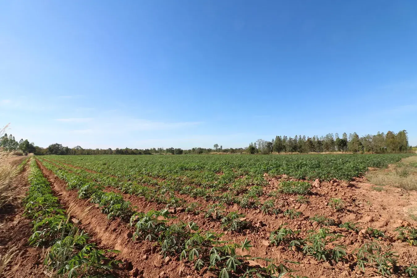 30 Rai of Fertile Land For Sale in Ban Pa Kao, Nong Han, Udon Thani, Thailand