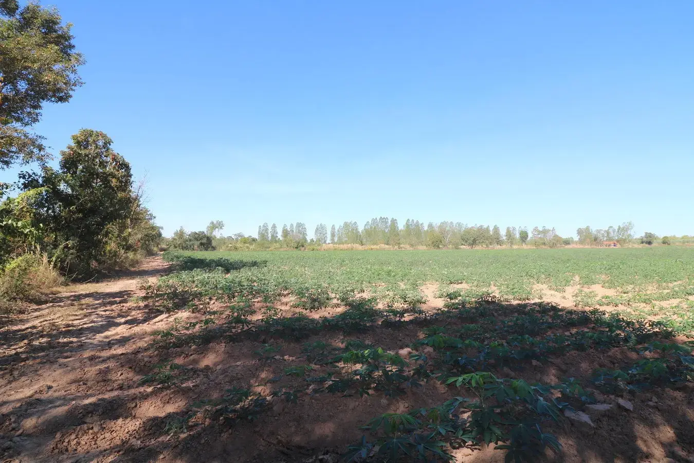 30 Rai of Fertile Land For Sale in Ban Pa Kao, Nong Han, Udon Thani, Thailand