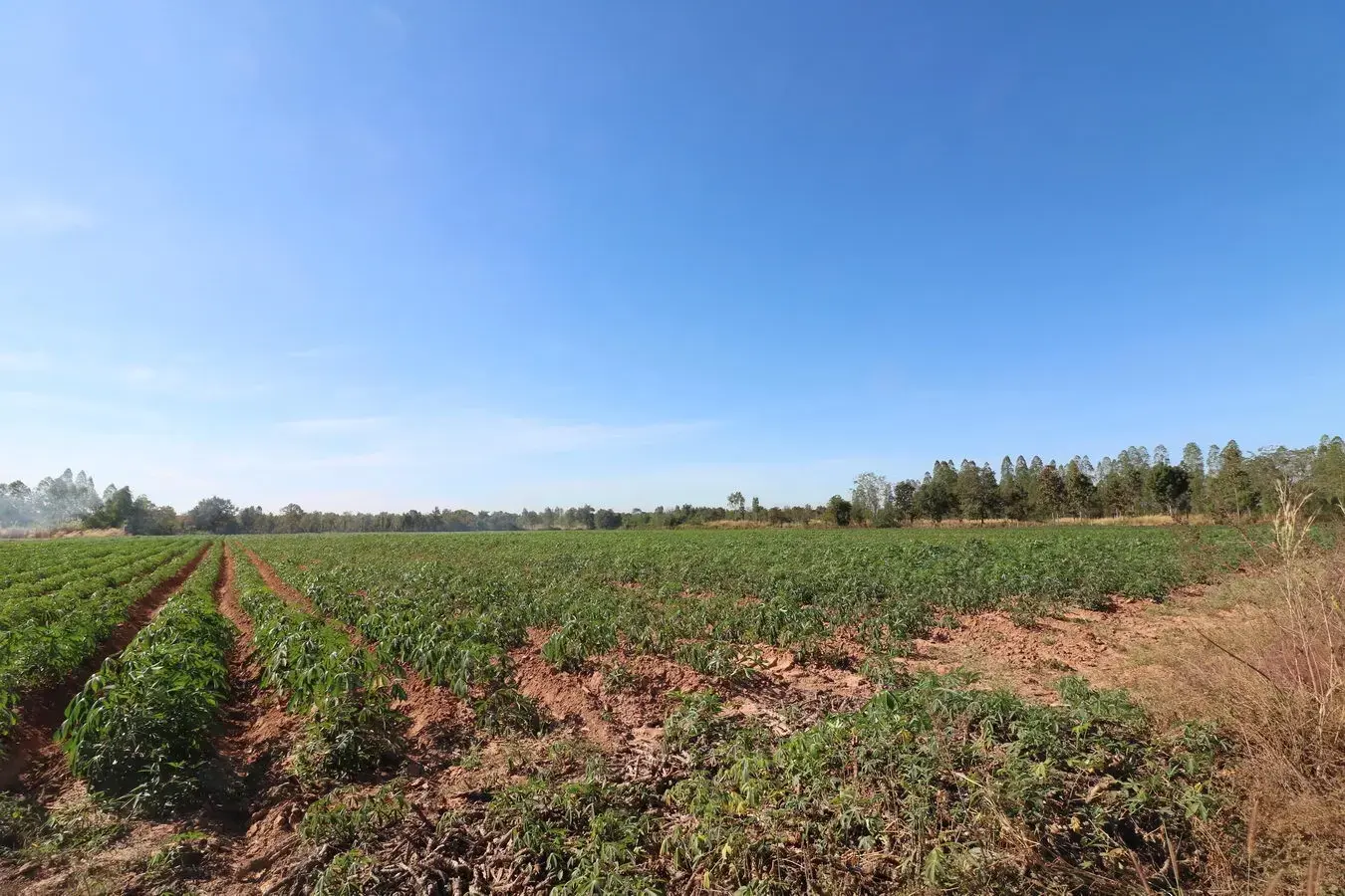 30 Rai of Fertile Land For Sale in Ban Pa Kao, Nong Han, Udon Thani, Thailand