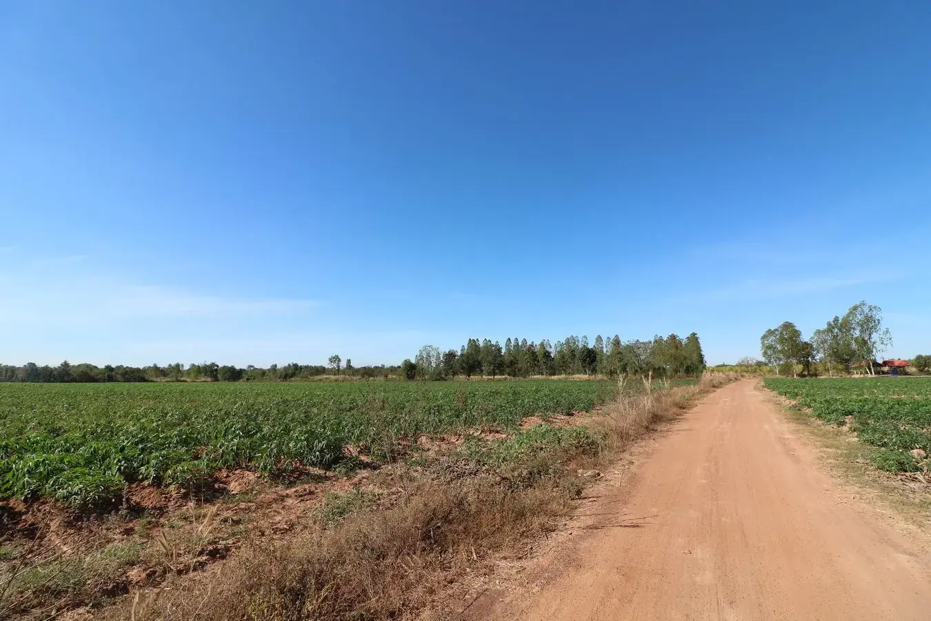 30 Rai of Fertile Land For Sale in Ban Pa Kao, Nong Han, Udon Thani, Thailand