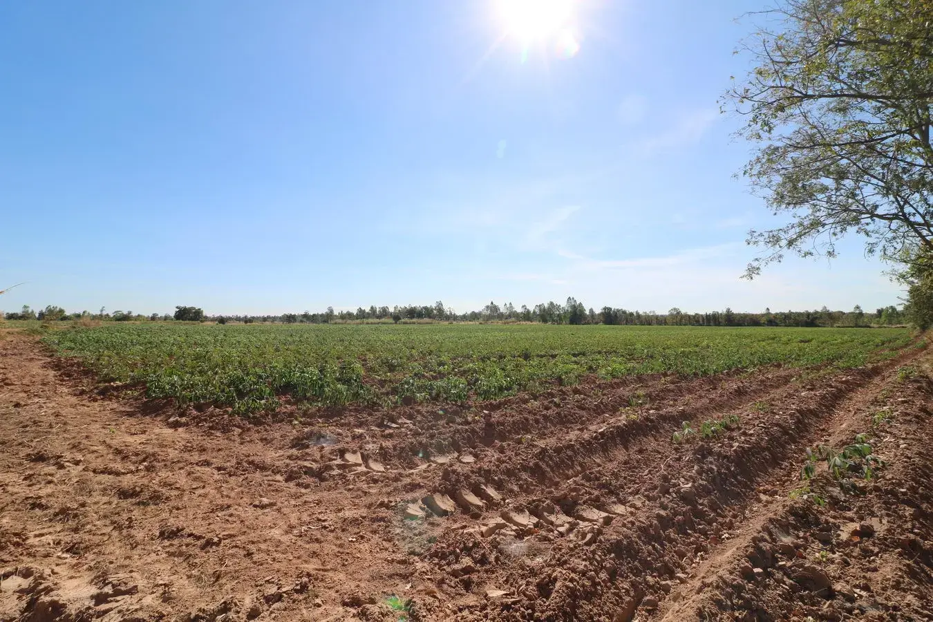 30 Rai of Fertile Land For Sale in Ban Pa Kao, Nong Han, Udon Thani, Thailand