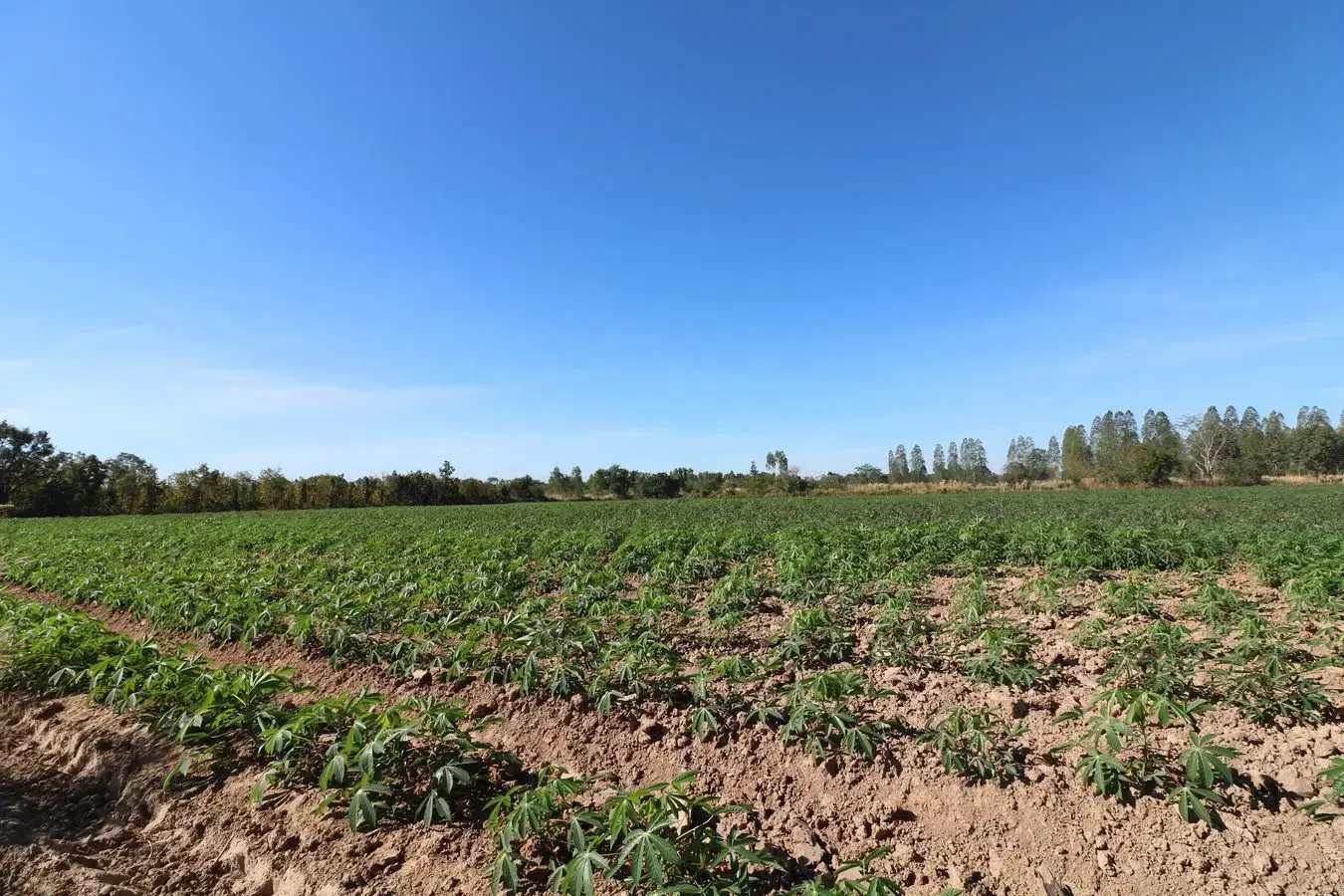 30 Rai of Fertile Land For Sale in Ban Pa Kao, Nong Han, Udon Thani, Thailand