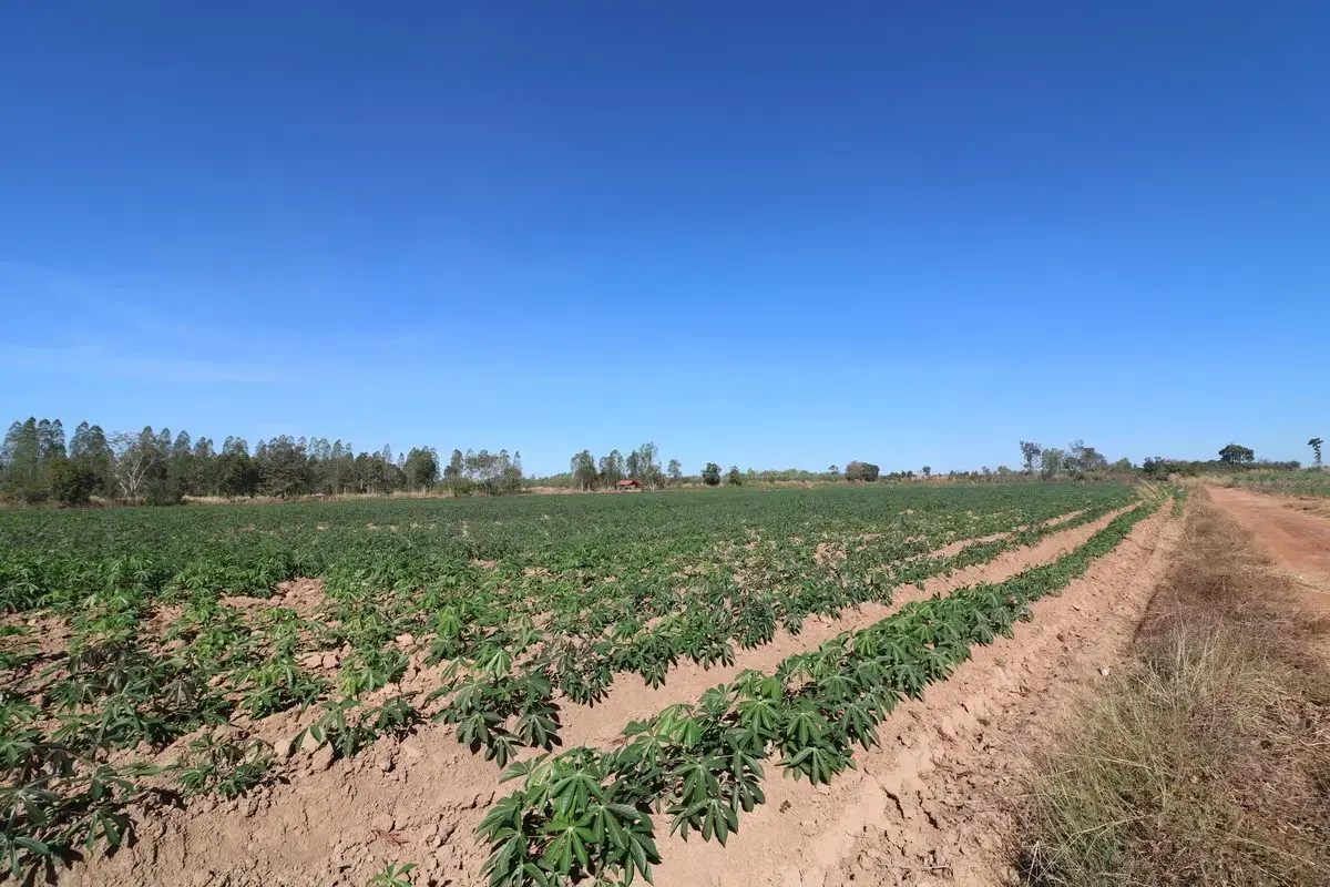 30 Rai of Fertile Land For Sale in Ban Pa Kao, Nong Han, Udon Thani, Thailand