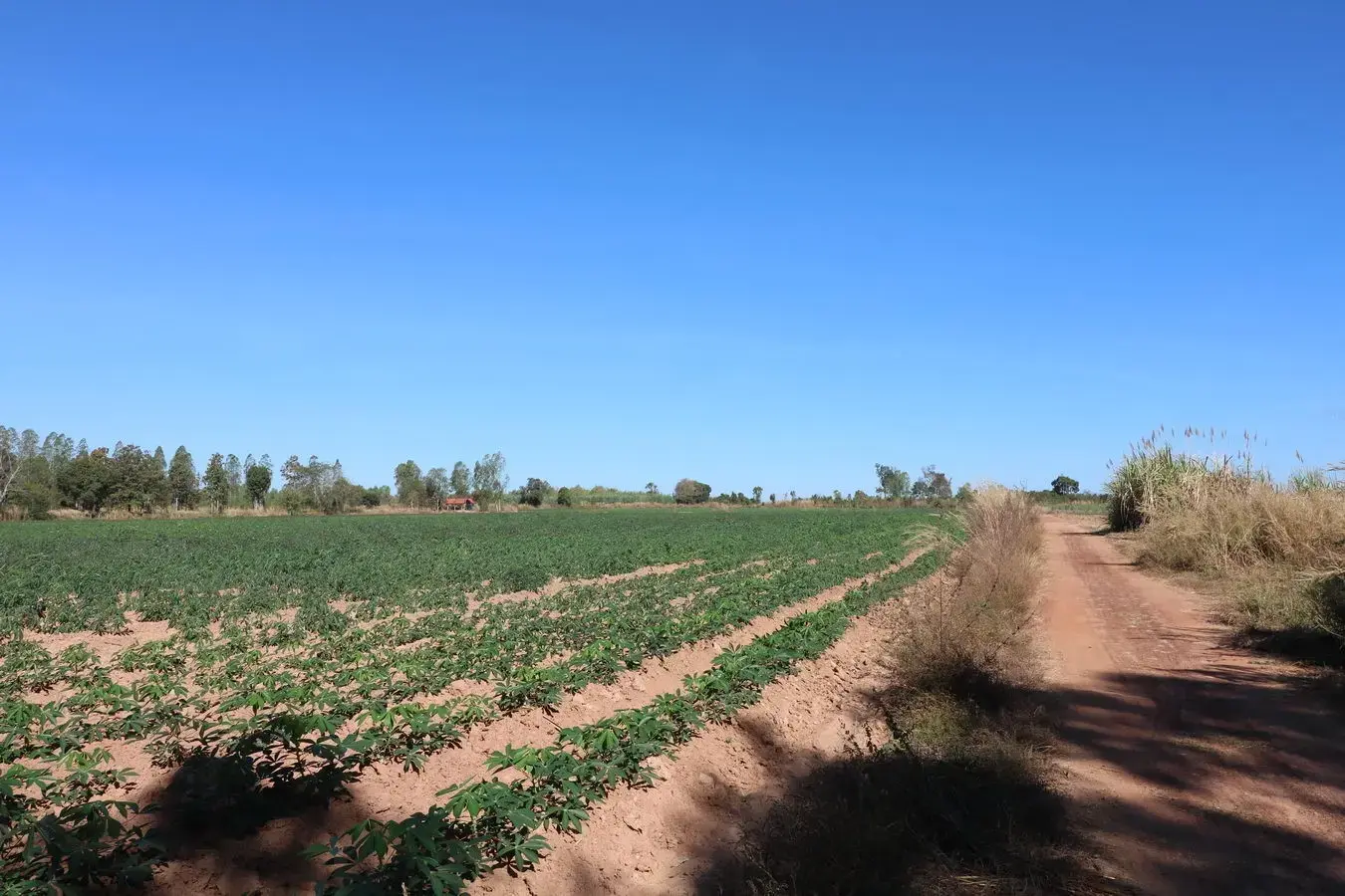 30 Rai of Fertile Land For Sale in Ban Pa Kao, Nong Han, Udon Thani, Thailand