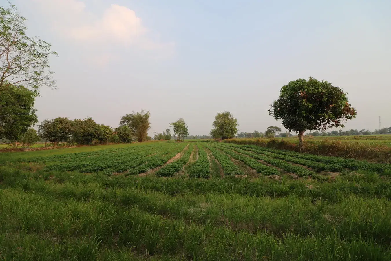 8+ Rai Farmlet Land For Sale, Phang Khwang, Sakon Nakhon, Thailand