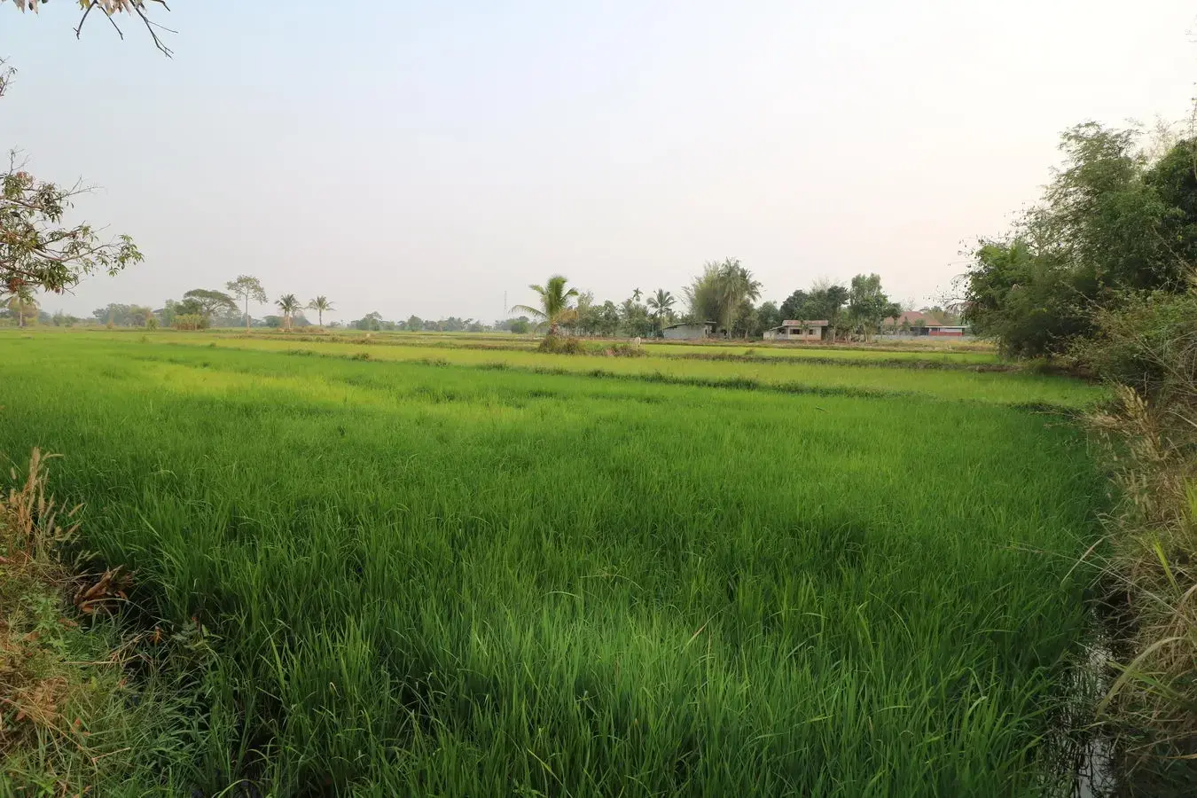 8+ Rai Farmlet Land For Sale, Phang Khwang, Sakon Nakhon, Thailand