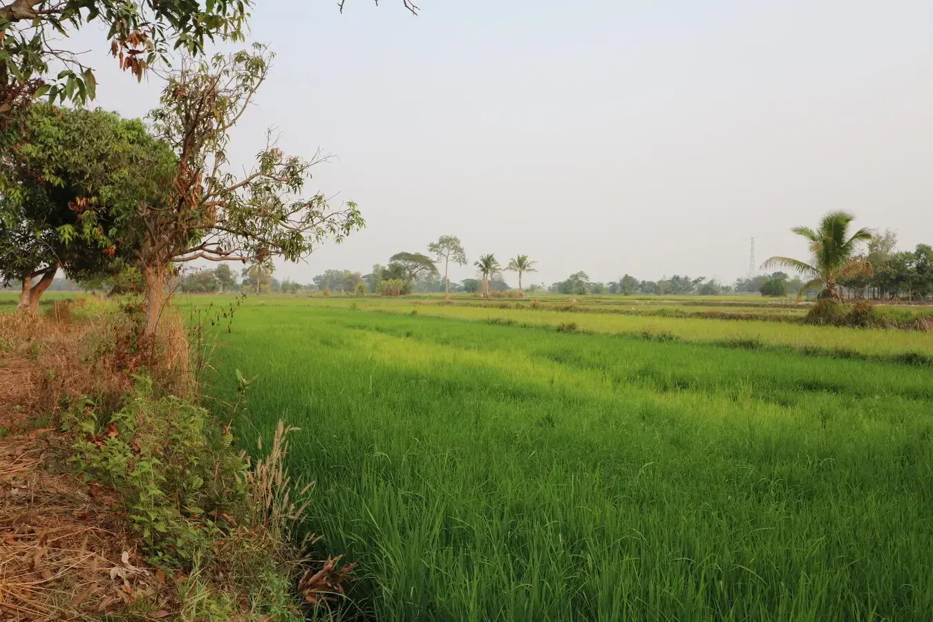 8+ Rai Farmlet Land For Sale, Phang Khwang, Sakon Nakhon, Thailand