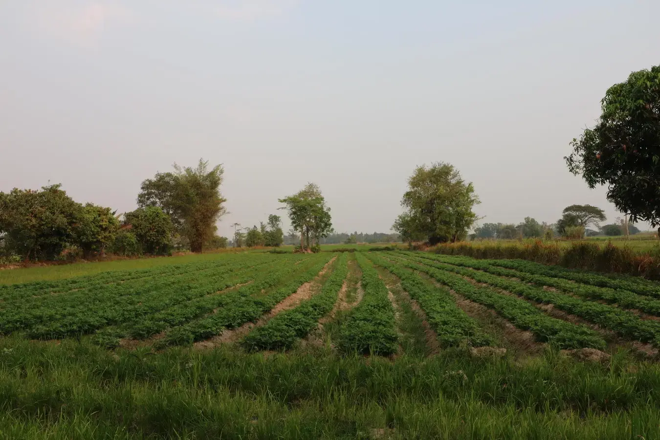 8+ Rai Farmlet Land For Sale, Phang Khwang, Sakon Nakhon, Thailand