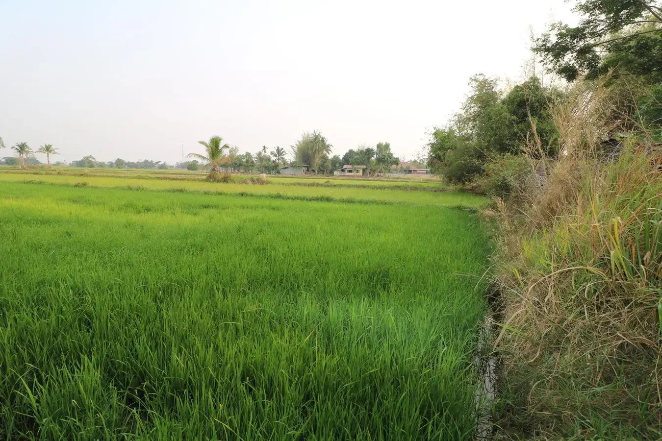 8+ Rai Farmlet Land For Sale, Phang Khwang, Sakon Nakhon, Thailand