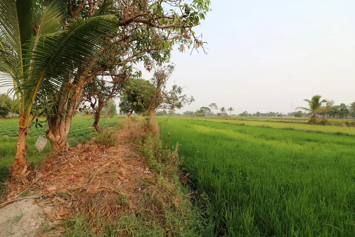 8+ Rai Farmlet Land For Sale, Phang Khwang, Sakon Nakhon, Thailand