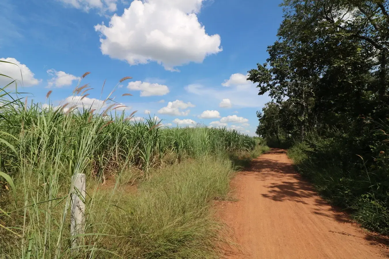 Approximately 36 Rai Of Excellent Farmland Available Near Nong Bua Lam Phu, Thailand