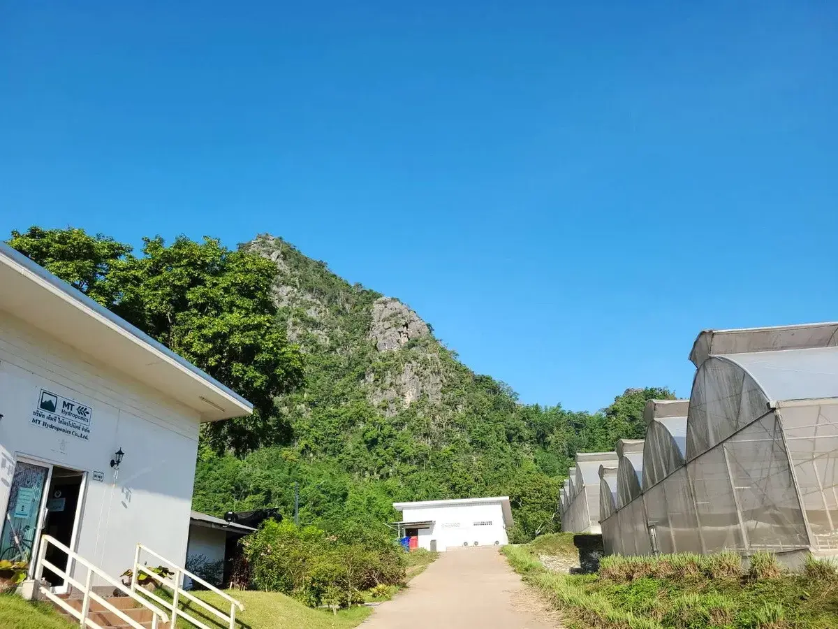 35+ Rai Of Land And Profitable Commercial Hydroponic Farm For Sale In Loei, Thailand