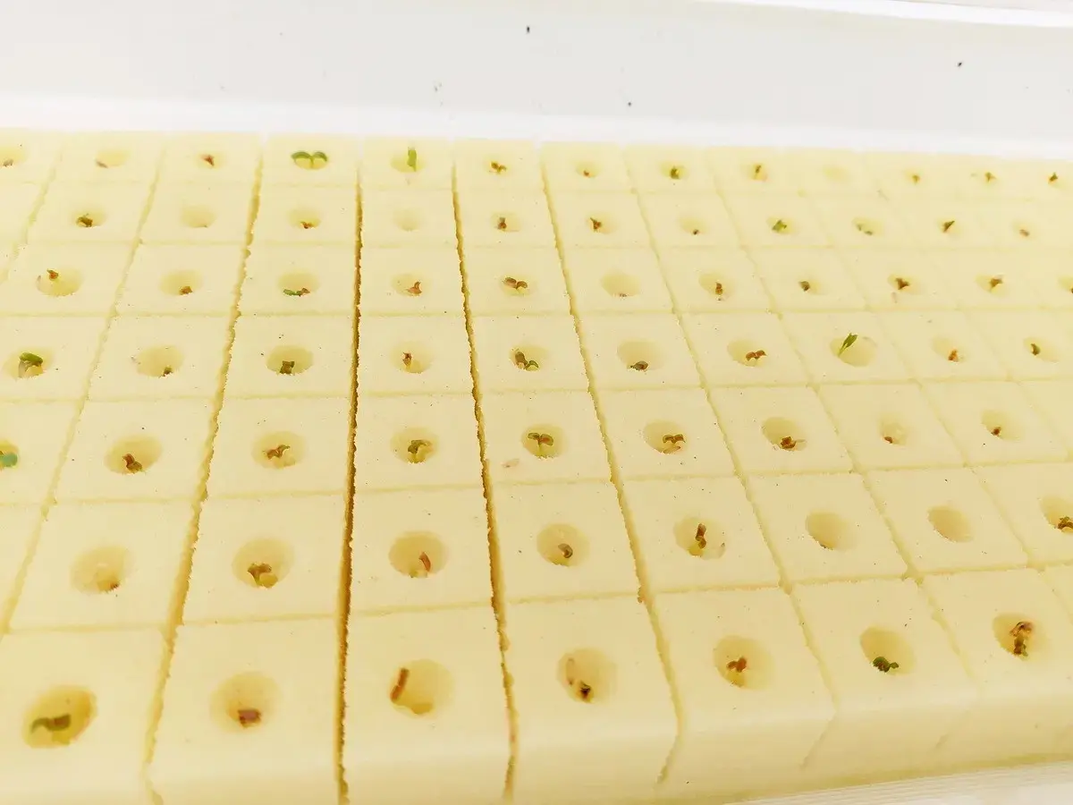 35+ Rai Of Land And Profitable Commercial Hydroponic Farm For Sale In Loei, Thailand