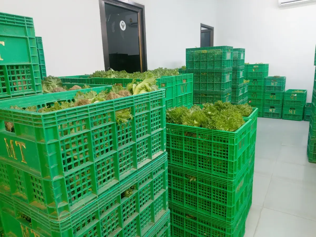 35+ Rai Of Land And Profitable Commercial Hydroponic Farm For Sale In Loei, Thailand