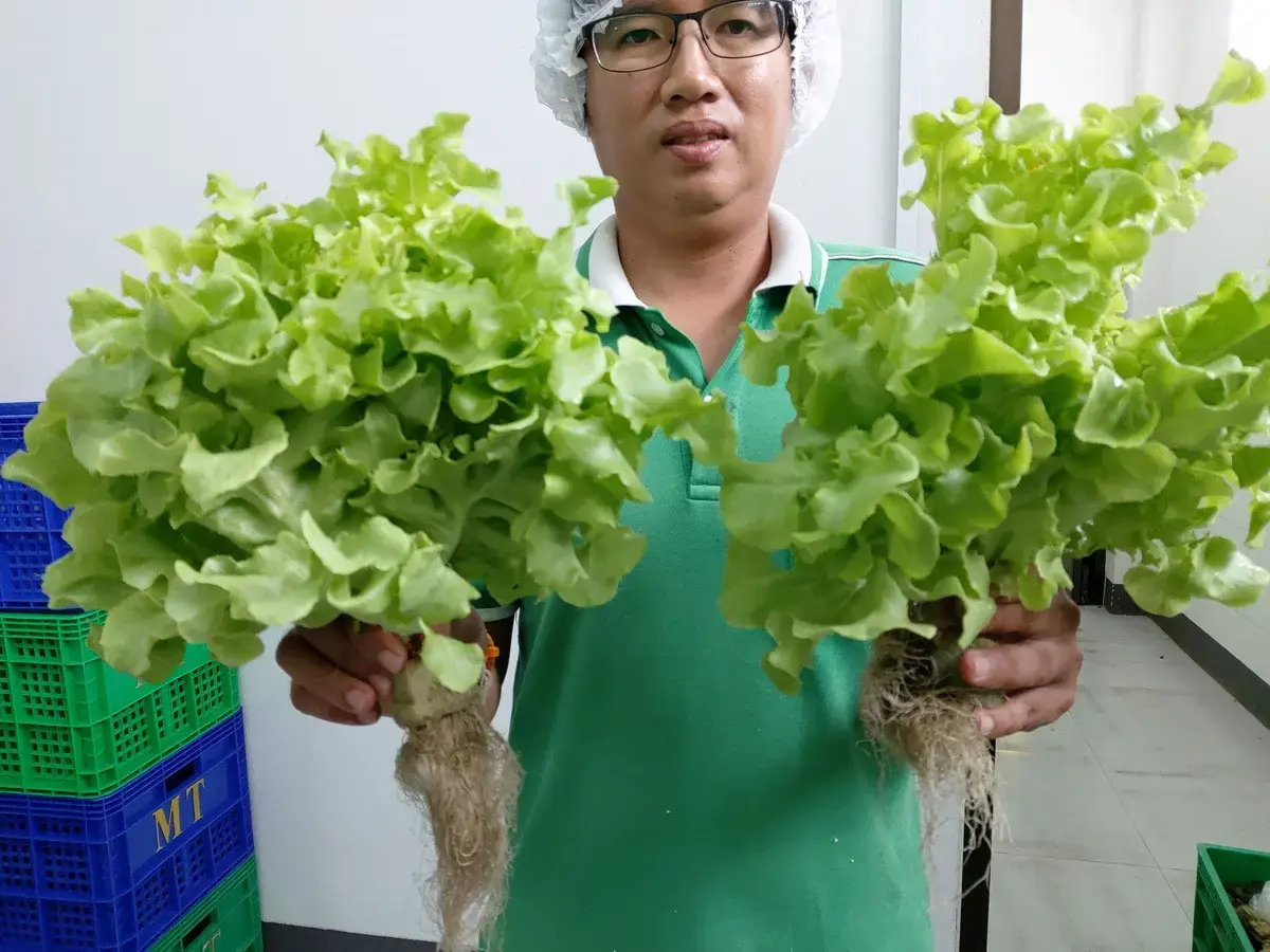 35+ Rai Of Land And Profitable Commercial Hydroponic Farm For Sale In Loei, Thailand