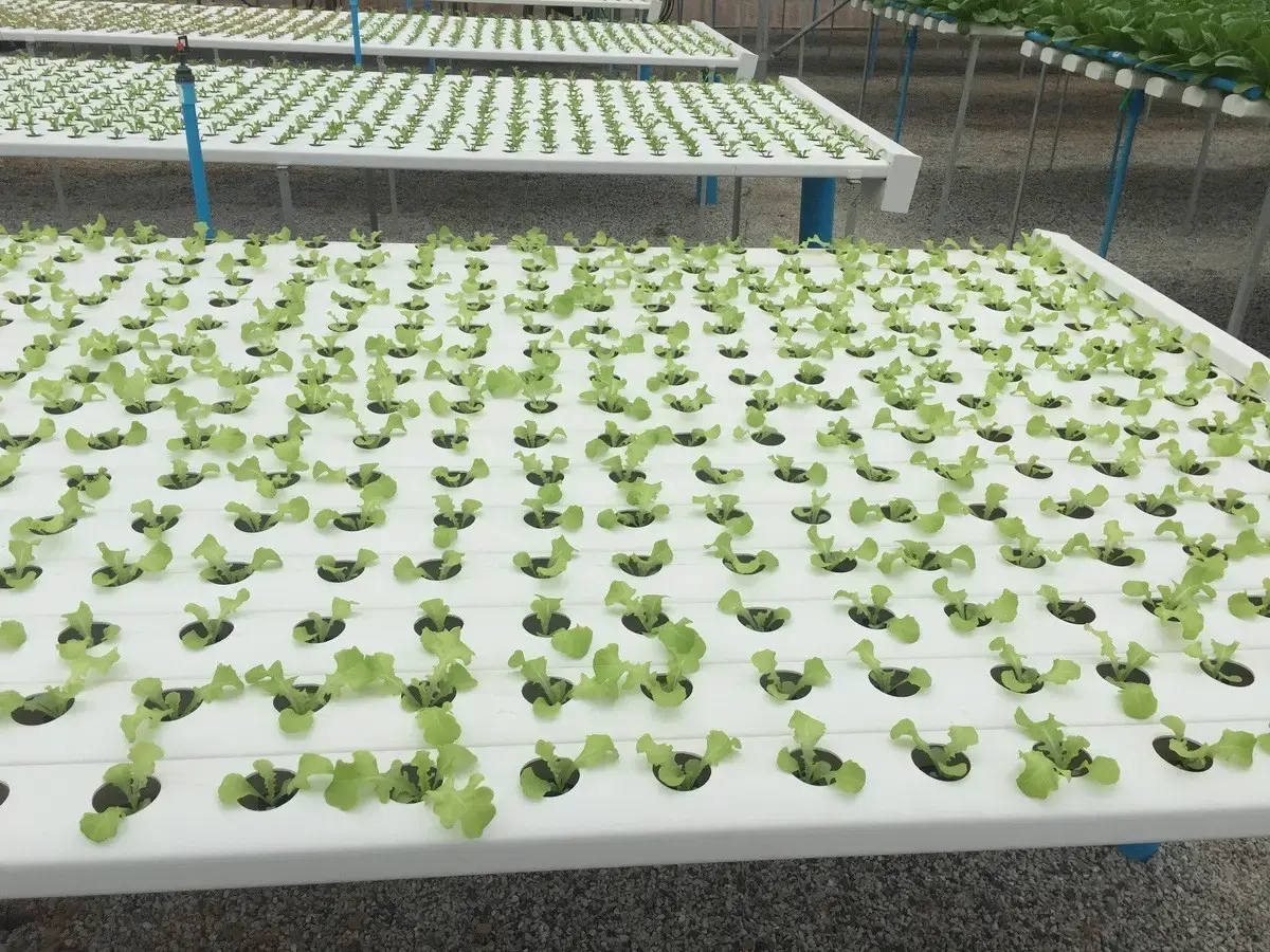 35+ Rai Of Land And Profitable Commercial Hydroponic Farm For Sale In Loei, Thailand