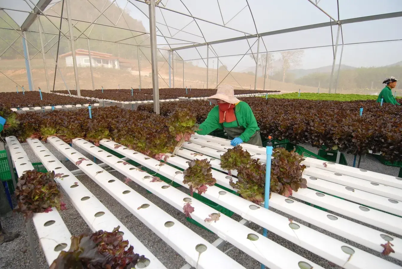 35+ Rai Of Land And Profitable Commercial Hydroponic Farm For Sale In Loei, Thailand