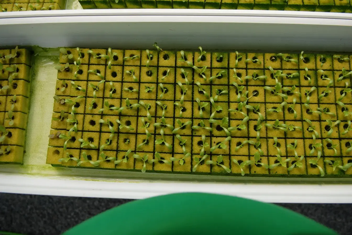 35+ Rai Of Land And Profitable Commercial Hydroponic Farm For Sale In Loei, Thailand