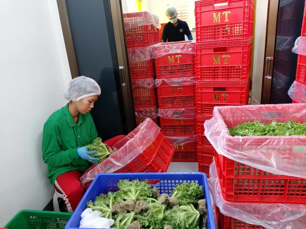 35+ Rai Of Land And Profitable Commercial Hydroponic Farm For Sale In Loei, Thailand