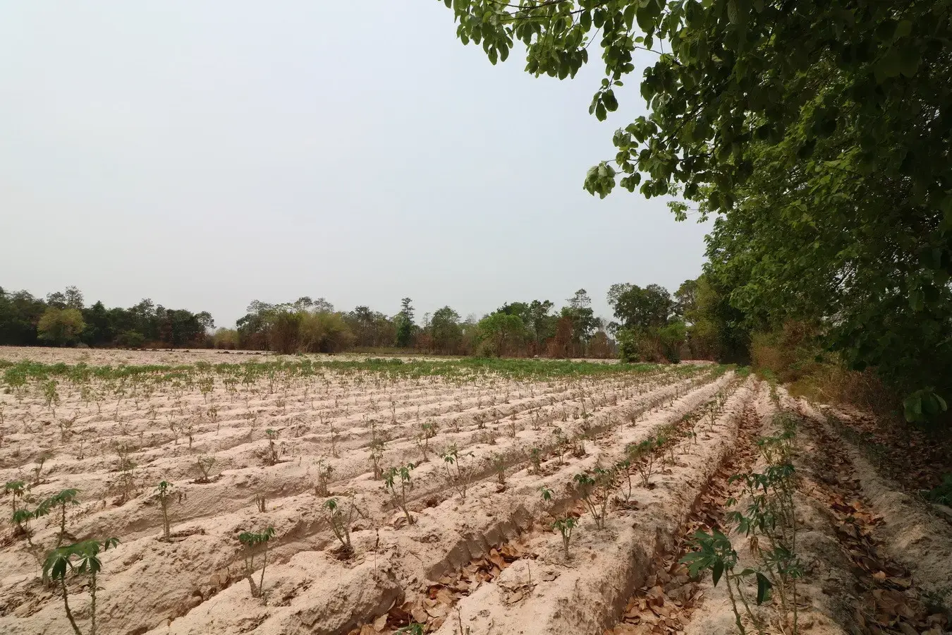 27+ Rai Of Farm Land For Sale, Nong Han, Udon Thani Province, Thailand