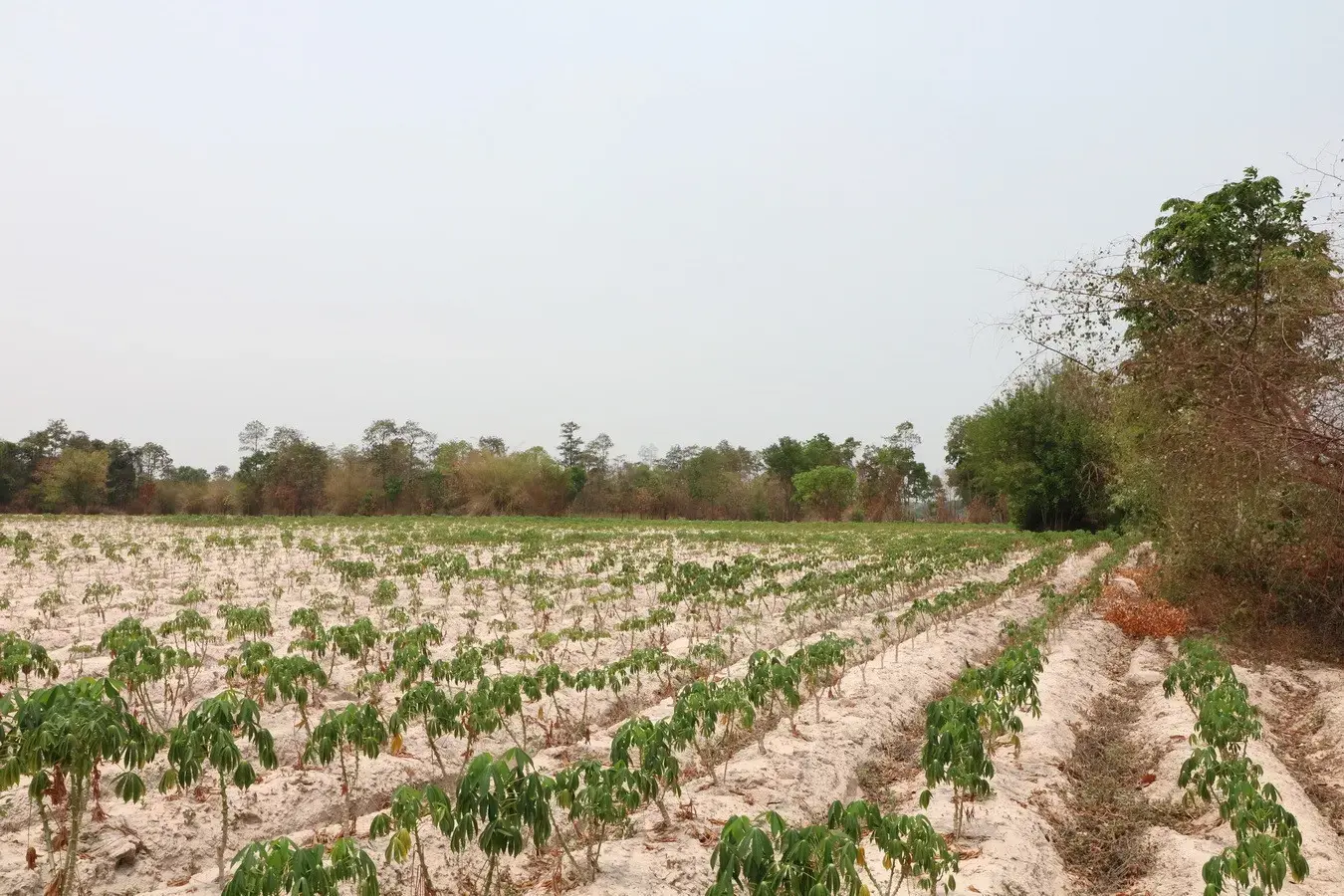 27+ Rai Of Farm Land For Sale, Nong Han, Udon Thani Province, Thailand
