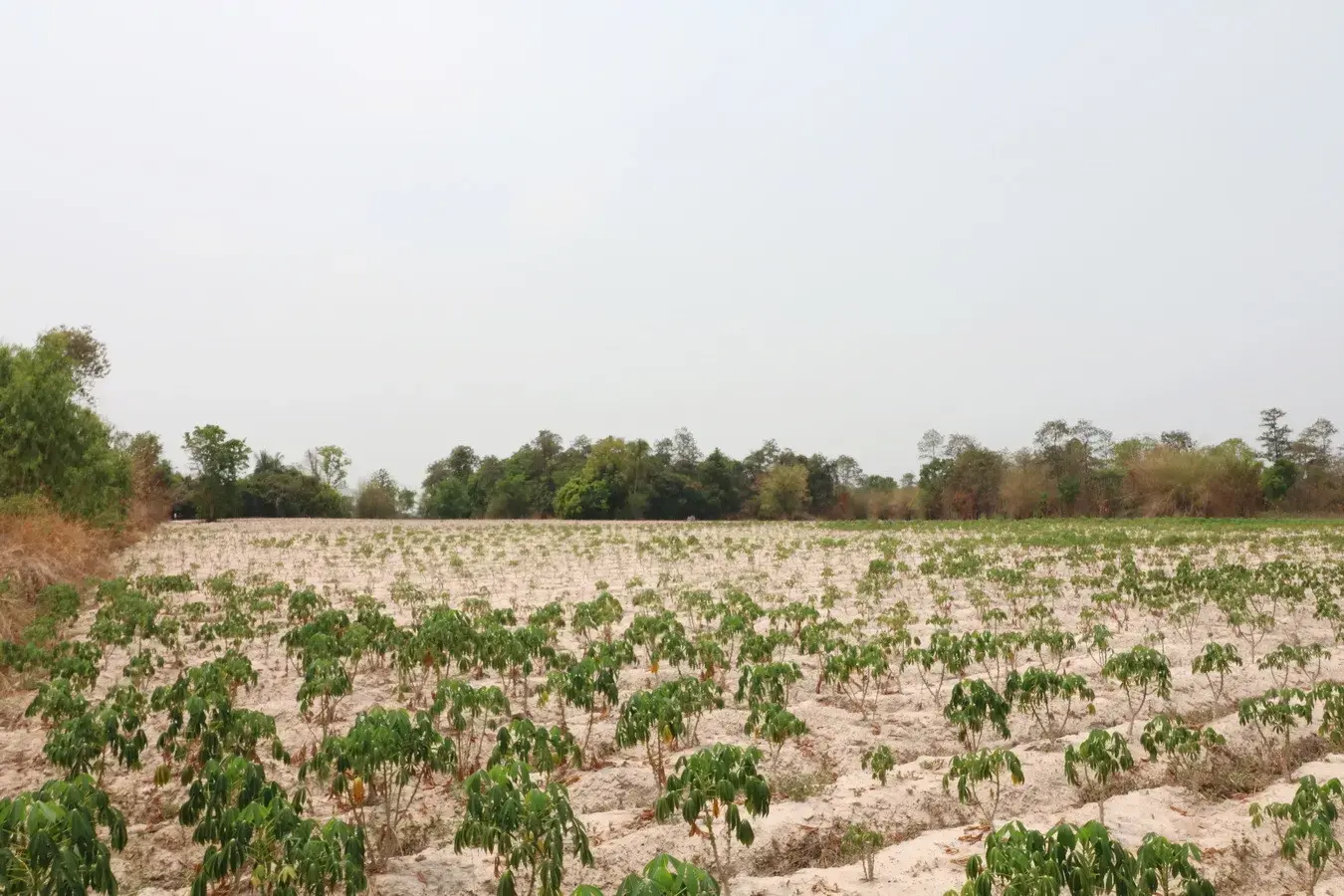 27+ Rai Of Farm Land For Sale, Nong Han, Udon Thani Province, Thailand