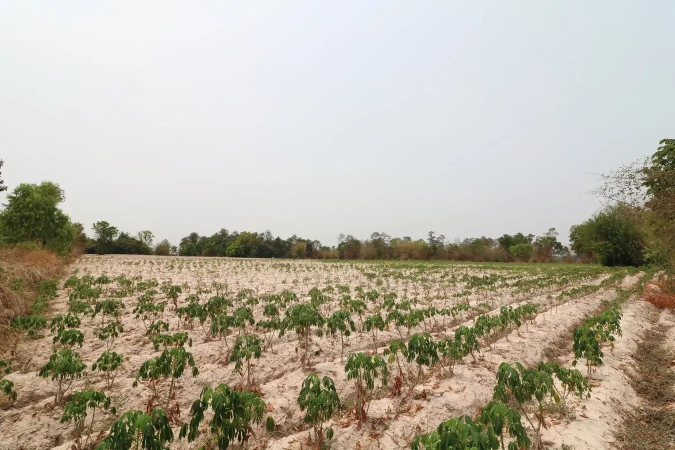27+ Rai Of Farm Land For Sale, Nong Han, Udon Thani Province, Thailand