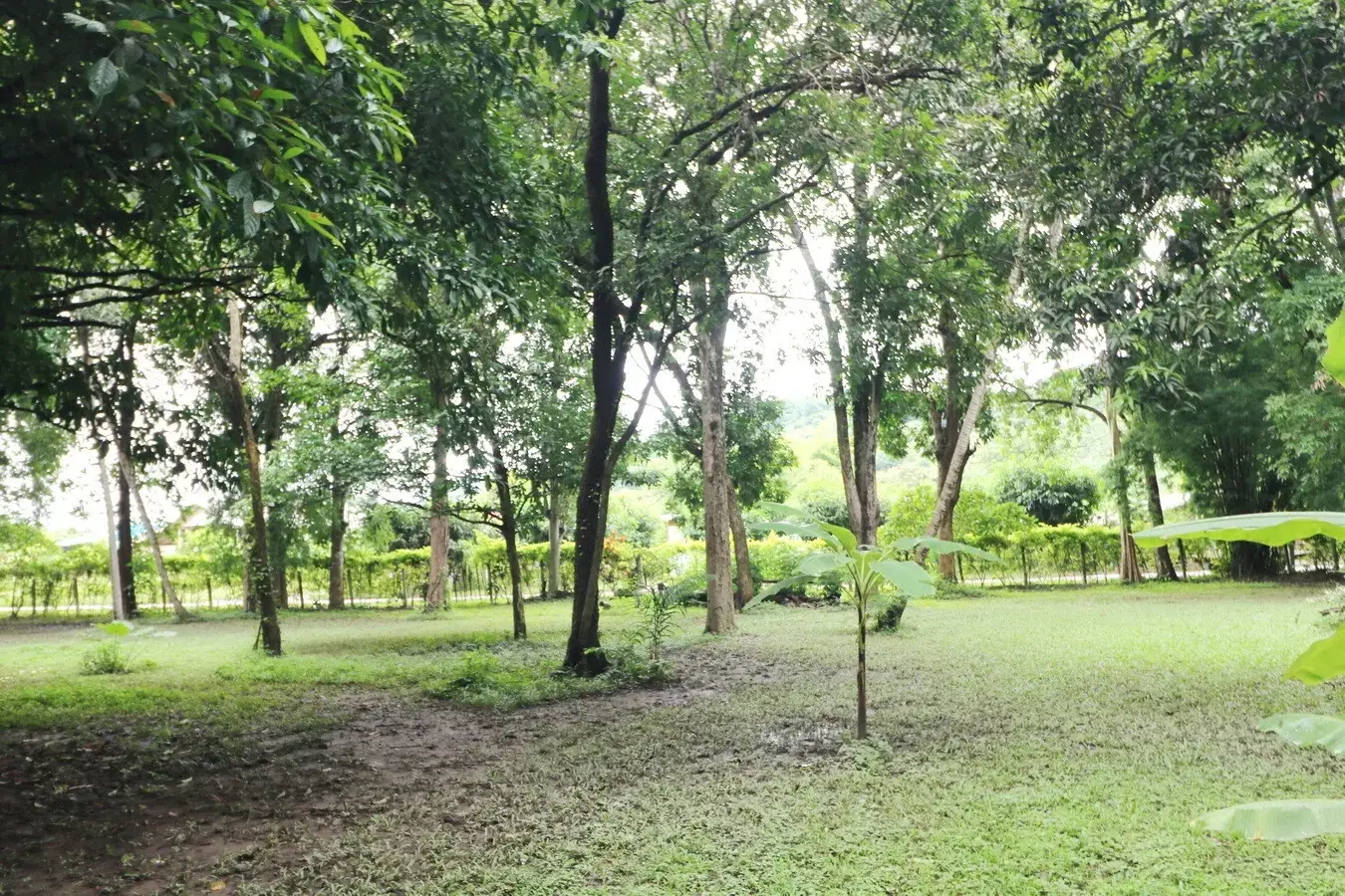 Bu Hom Riverside Resort with 11 Bungalows For Sale with 460 Mt. Mekong River Front, Chiang Khan Loei, Thailand