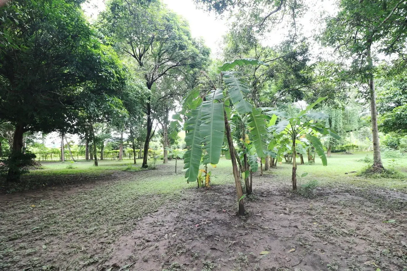 Bu Hom Riverside Resort with 11 Bungalows For Sale with 460 Mt. Mekong River Front, Chiang Khan Loei, Thailand