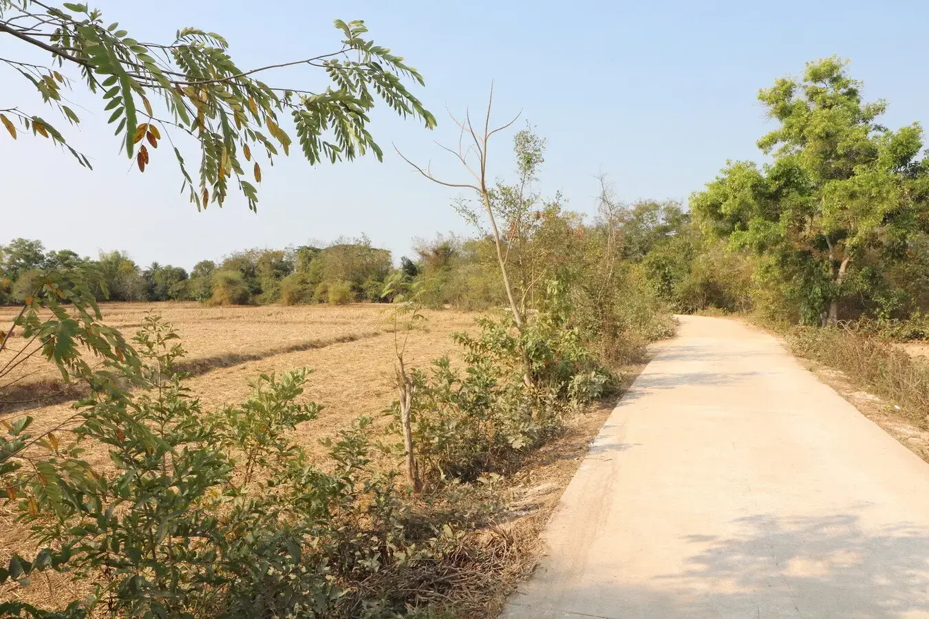 Land for Sale: 21 Rai In Phen, Udon Thani, Thailand