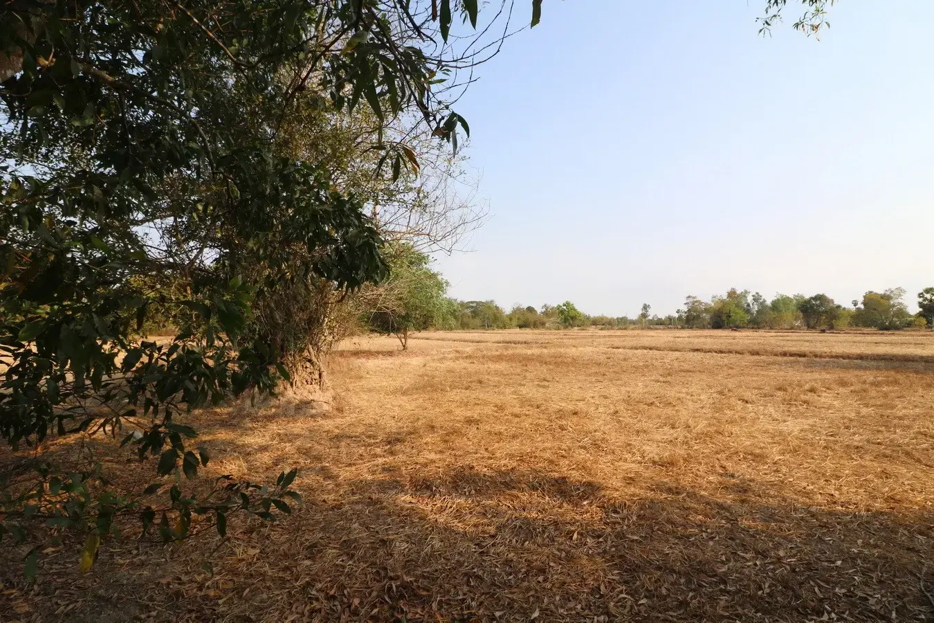 Land for Sale: 21 Rai In Phen, Udon Thani, Thailand