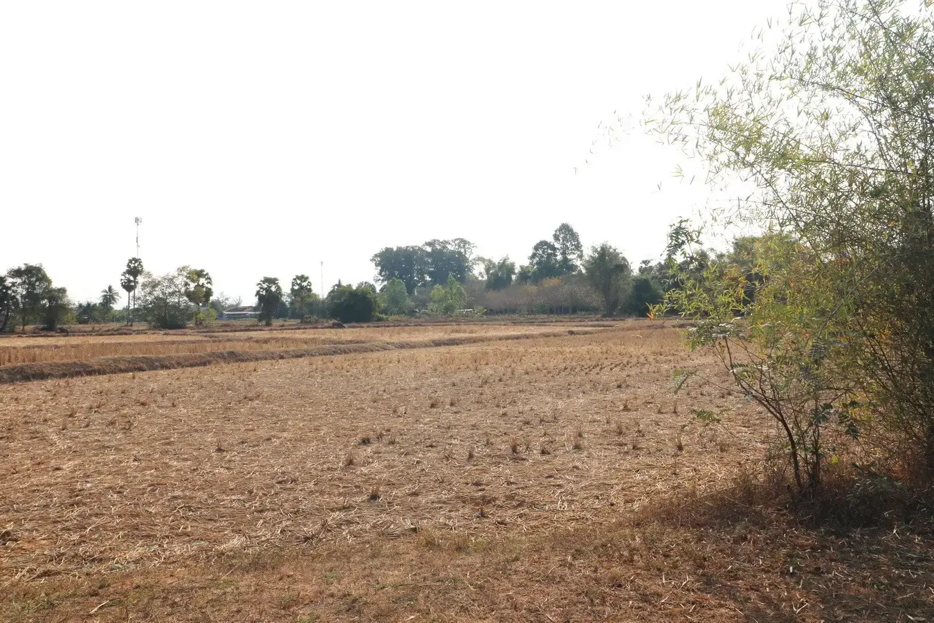 Land for Sale: 21 Rai In Phen, Udon Thani, Thailand