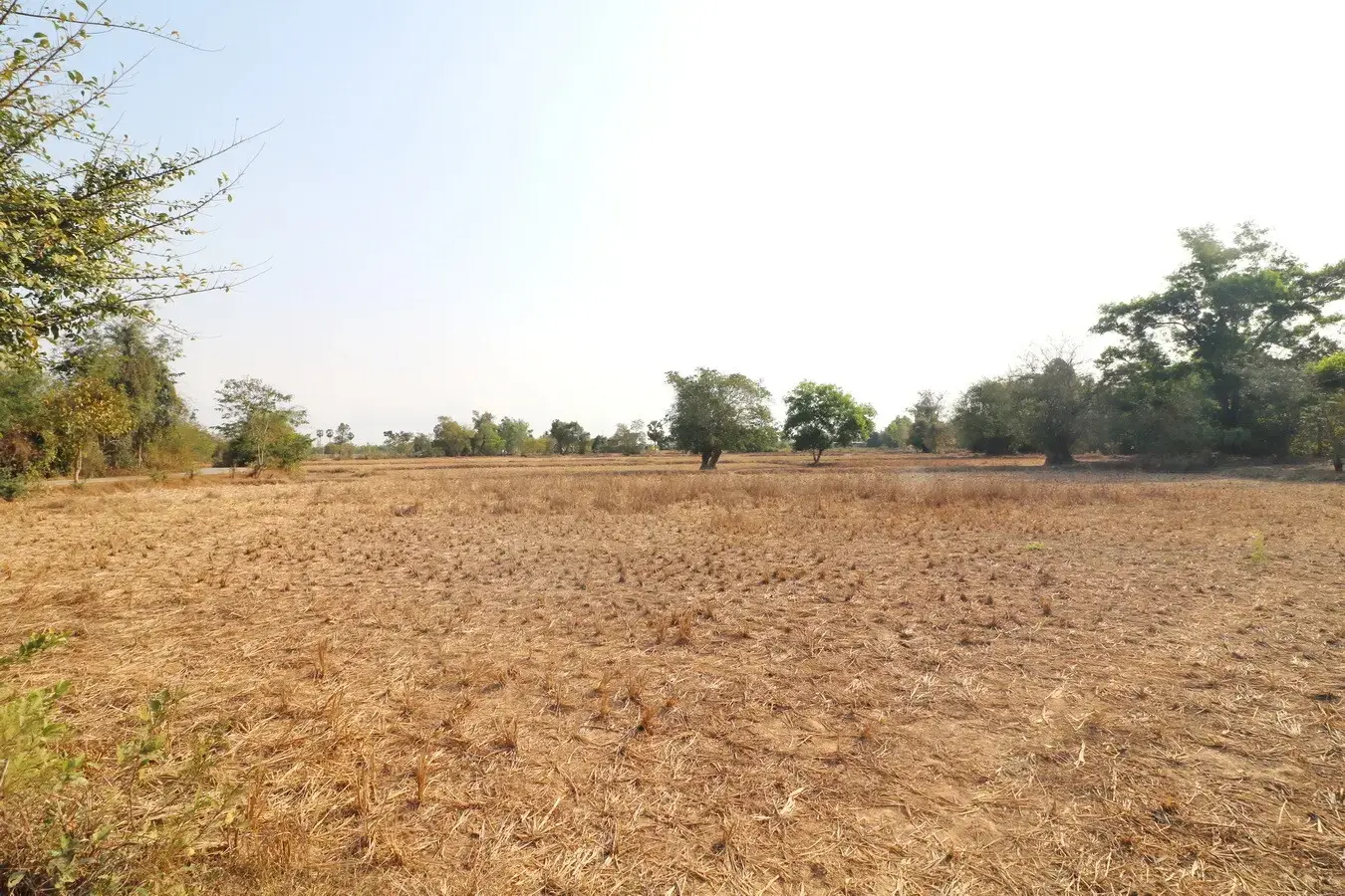Land for Sale: 21 Rai In Phen, Udon Thani, Thailand