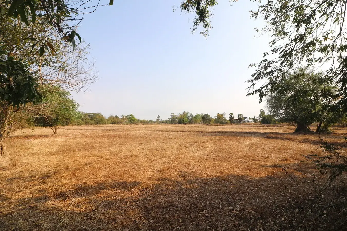 Land for Sale: 21 Rai In Phen, Udon Thani, Thailand