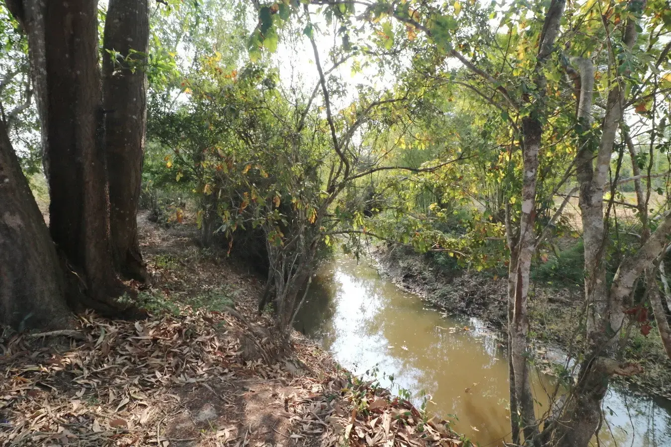 Land for Sale: 21 Rai In Phen, Udon Thani, Thailand