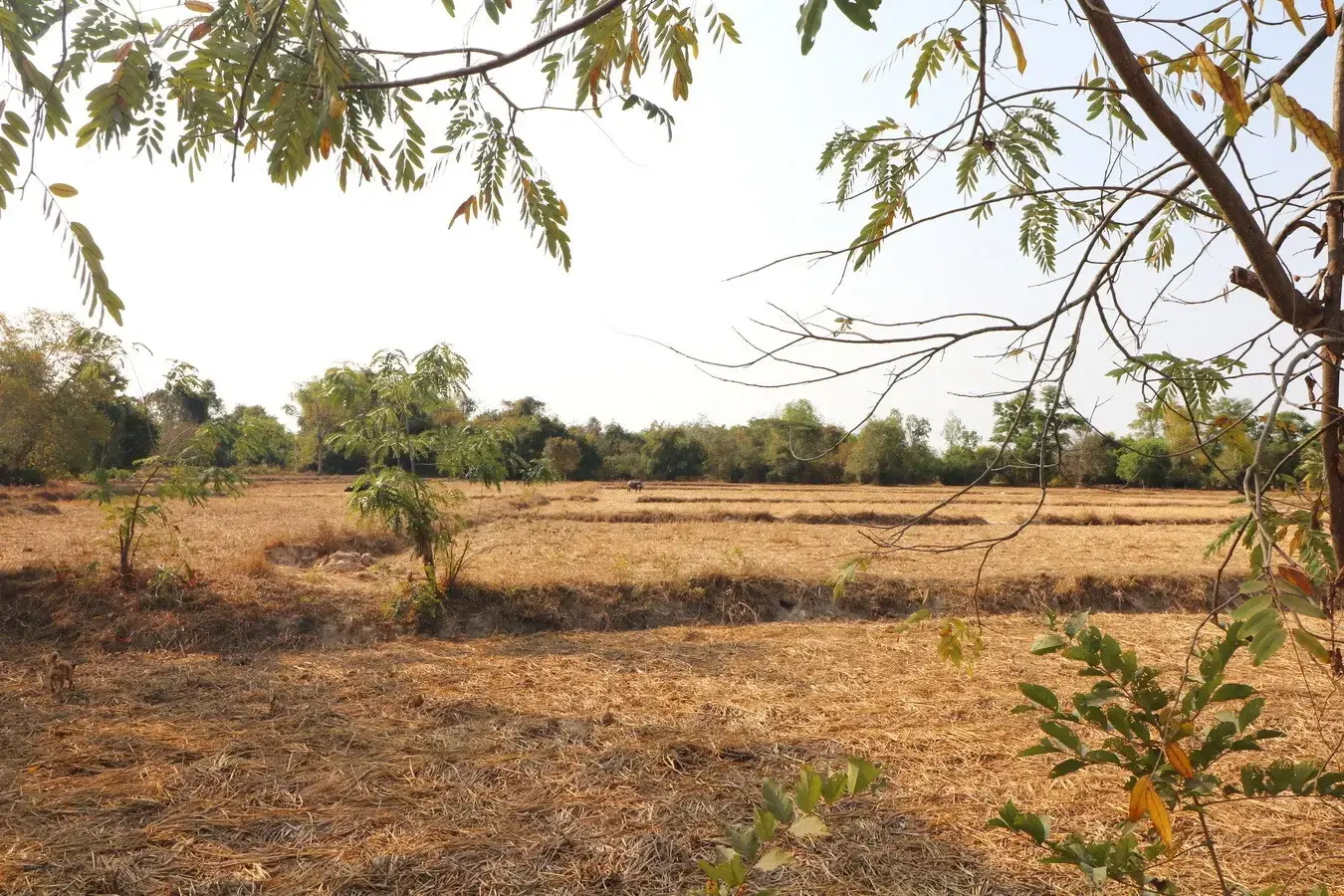 Land for Sale: 21 Rai In Phen, Udon Thani, Thailand