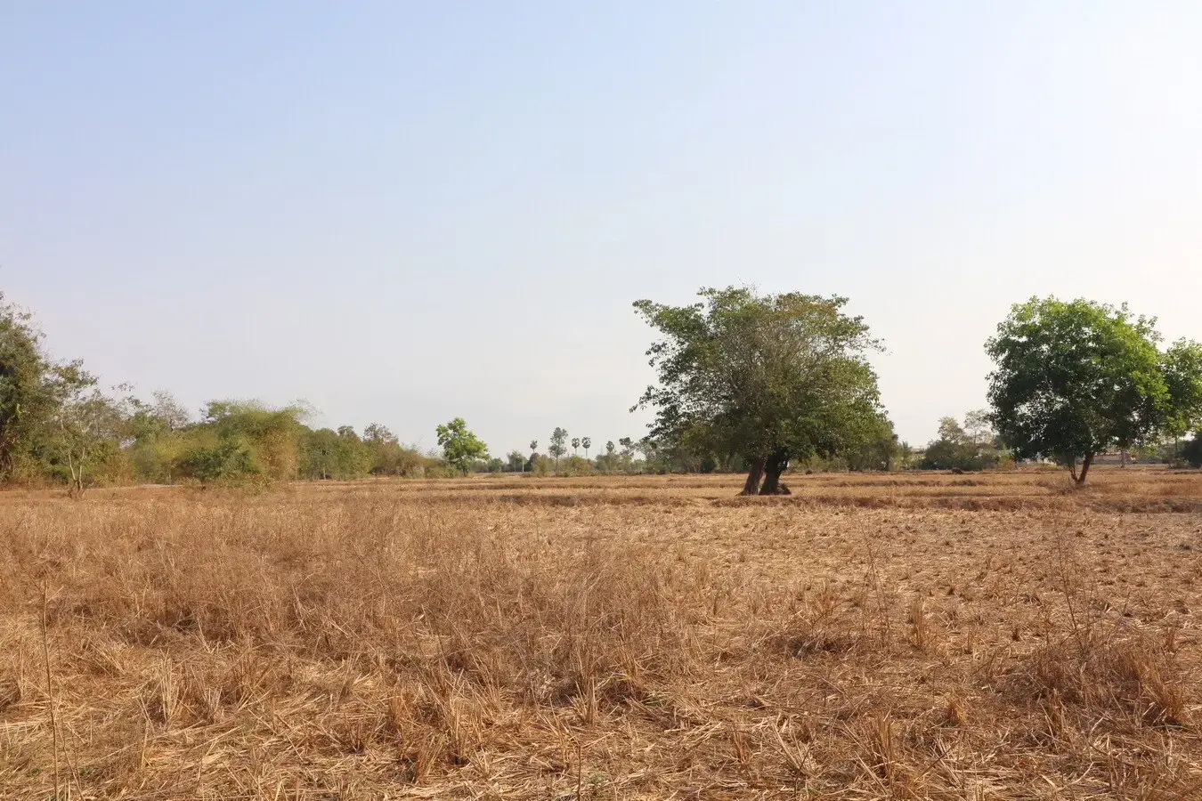 Land for Sale: 21 Rai In Phen, Udon Thani, Thailand