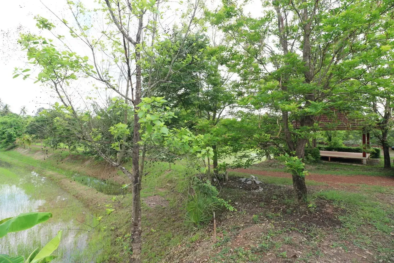 32+ Rai Of Land, Homes With Rare Investment Trees For Sale In Naam Sueai, Sakhrai, Nong Khai, Thailand