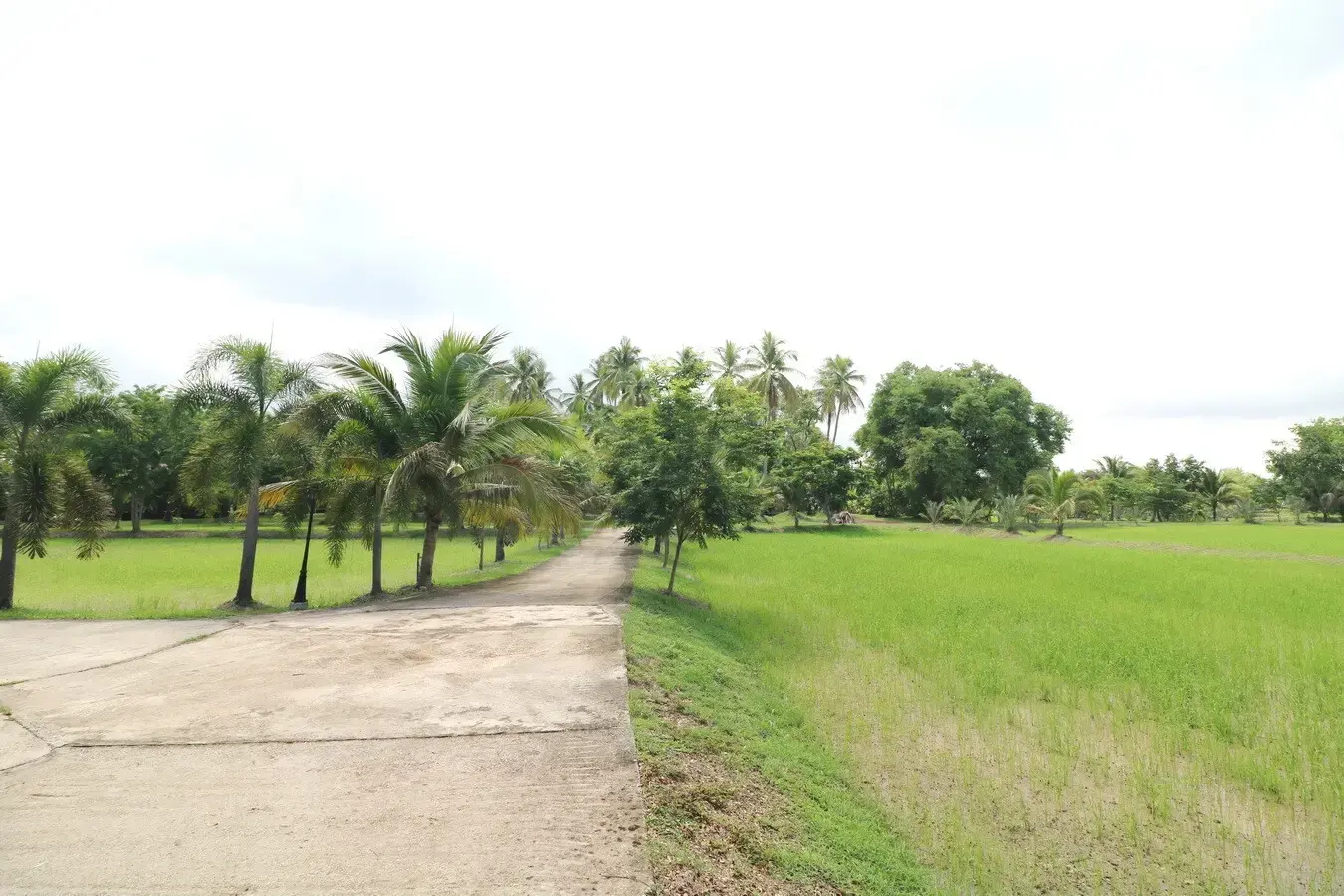 32+ Rai Of Land, Homes With Rare Investment Trees For Sale In Naam Sueai, Sakhrai, Nong Khai, Thailand