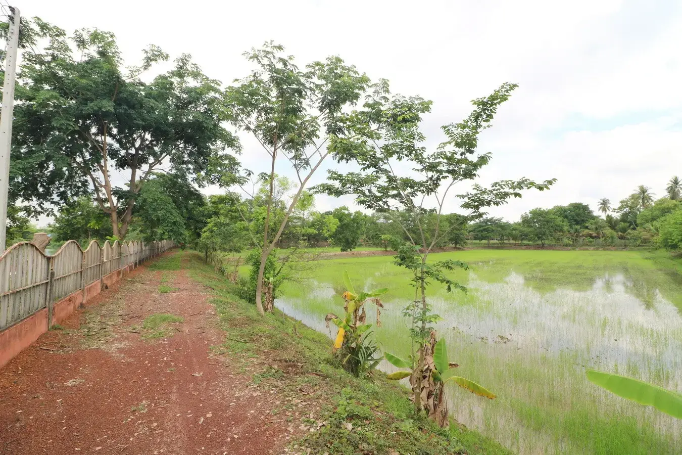 32+ Rai Of Land, Homes With Rare Investment Trees For Sale In Naam Sueai, Sakhrai, Nong Khai, Thailand