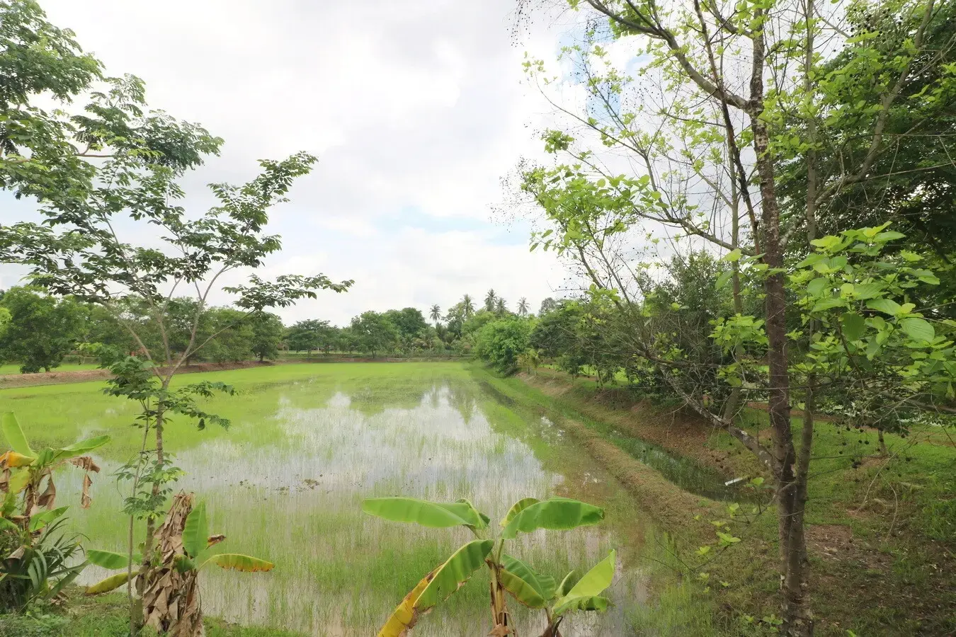 32+ Rai Of Land, Homes With Rare Investment Trees For Sale In Naam Sueai, Sakhrai, Nong Khai, Thailand