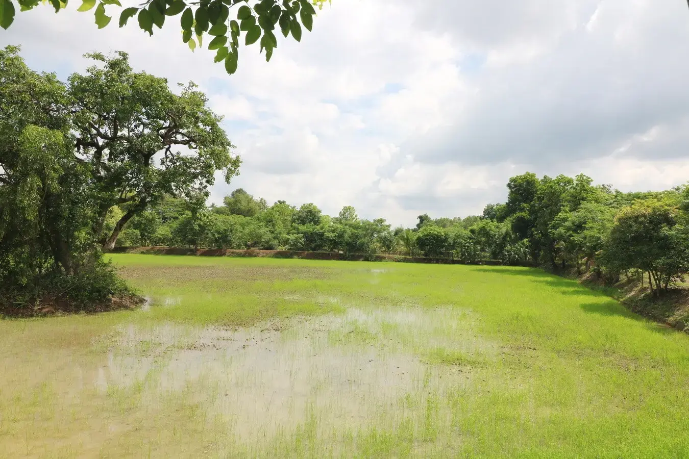 32+ Rai Of Land, Homes With Rare Investment Trees For Sale In Naam Sueai, Sakhrai, Nong Khai, Thailand