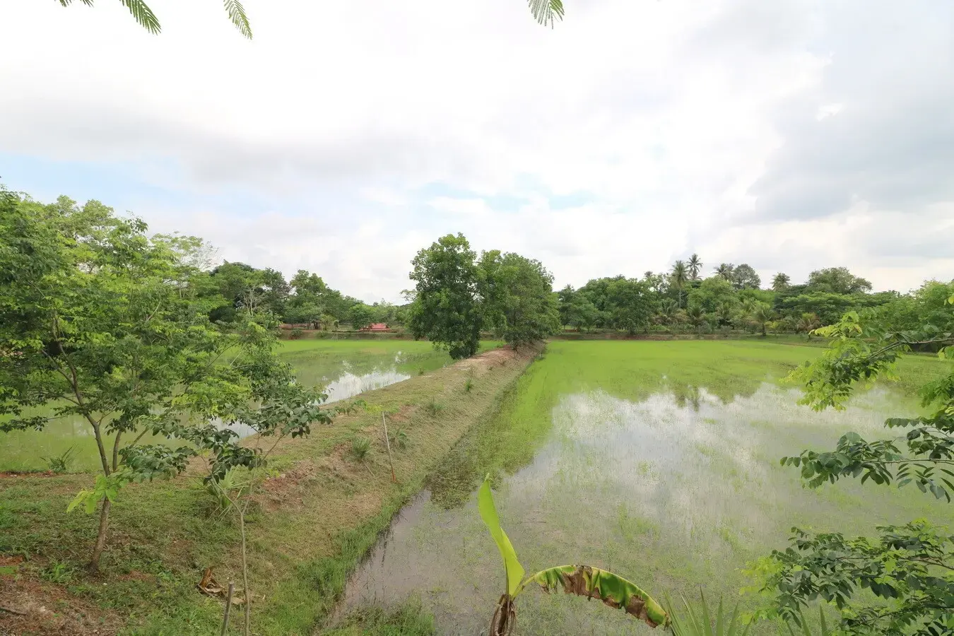 32+ Rai Of Land, Homes With Rare Investment Trees For Sale In Naam Sueai, Sakhrai, Nong Khai, Thailand